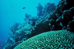 Thousands of visitors come to Key West to snorkel the Florida Barrier Reef | 888-667-4386 | ToursKeyWest.com