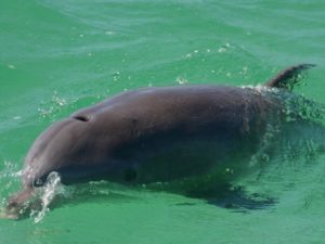 Key West is home to about 200 wild bottlenose dolphins.