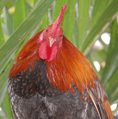 One of Key West's famous free-roaming chickens
