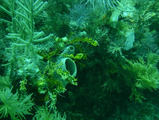 Scuba divers can see hundreds of varieties of coral in the waters off Key West.