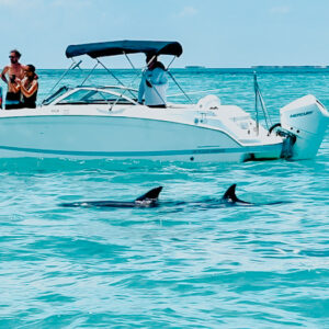 Wild Dolphin Watch & Snorkel